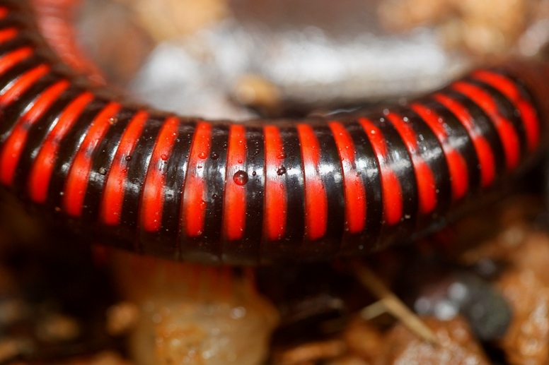 millipede